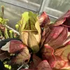 Sarracenia purpurea ssp. venosa var. montana blurred