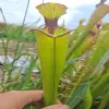 Sarracenia hybrid "Small lid" blurred