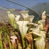 Sarracenia leucophylla  blurred