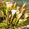 Sarracenia leucophylla  blurred