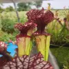 S. x (Crimson Queen x Leah) clone 2 blurred