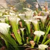 Sarracenia leucophylla var. alba blurred
