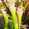 Sarracenia leucophylla blurred