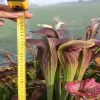 Sarracenia alata var nigropurpurea, giant blurred