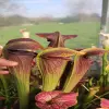 Sarracenia alata var nigropurpurea, giant blurred