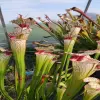 Sarracenia x (leuco pubescent x Leah Wilkerson) clone 3 blurred
