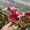 Sarracenia (moorei 'Wilkerson's White Knight' x 'Wilkerson's Red')  blurred