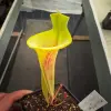 Sarracenia flava “Sprouse’s Heritage”, lidless, inverse veins and dwarf  blurred