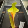 Sarracenia flava “Sprouse’s Heritage”, lidless, inverse veins and dwarf  blurred