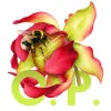 Open Pollination blurred