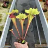 Sarracenia x "Hellraiser" blurred