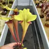 Sarracenia x "Hellraiser" blurred