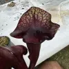 Sarracenia x hybrid extremely dark blurred
