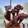 Sarracenia x hybrid extremely dark blurred