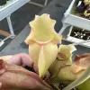 Sarracenia purpurea ssp. venosa var. burkii veinless form, clone 3 blurred