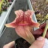 Sarracenia purpurea venosa burkii bulbous clone, large lid, white flower  blurred
