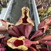 Sarracenia purpurea venosa var.  montana blurred