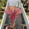 Sarracenia hybrid, similar to 'Chaos' blurred