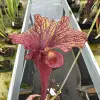 Sarracenia hybrid, similar to 'Chaos' blurred