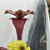 Sarracenia x "T-Shark" blurred