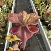 Sarracenia x "T-Shark" blurred