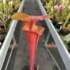 Sarracenia flava inverse veins, "Sven" best blurred