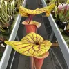 Sarracenia flava, dipping lid blurred