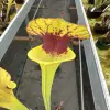 Sarracenia x unknown blotch blurred