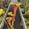 Sarracenia flava var. atropurpurea, turning all red blurred