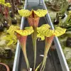 Sarracenia flava red tube, giant blurred