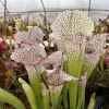 Sarracenia x "Tennis ball eater" blurred