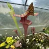 Sarracenia (Orephila x moorei Royal Ruby) blurred