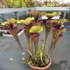 Sarracenia flava var. ornata, solid red throat with diffused veins around neck blurred