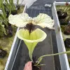 Sarracenia x "Mazinga" blurred
