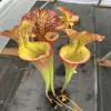 Sarracenia x "Pongo" blurred