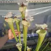 Sarracenia x "Galaxy" blurred