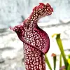 Sarracenia x "Night sky" blurred