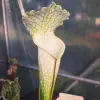 Sarracenia leucophylla var. alba 'Hurricane Creek White', clone A blurred