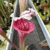 Sarracenia leucophylla “Venere”  blurred