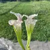 Sarracenia moorei "The beast", giant white pitchers blurred