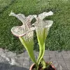 Sarracenia moorei "The beast", giant white pitchers blurred