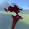 Sarracenia x "South Winds" blurred