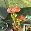Sarracenia flava var. cuprea blurred