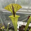 Sarracenia var. ornata "Black Veins", clone 10 blurred