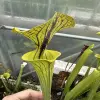 Sarracenia var. ornata "Black Veins", clone 10 blurred