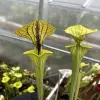 Sarracenia var. ornata "Black Veins", clone 10 blurred
