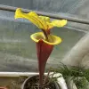 Sarracenia flava var. rubricorpora "Burgundy" blurred