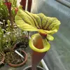 Sarracenia flava var. rubricorpora "Burgundy" blurred