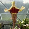 Sarracenia catesbaei blurred