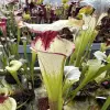 Sarracenia x (Splatter x Legacy) blurred